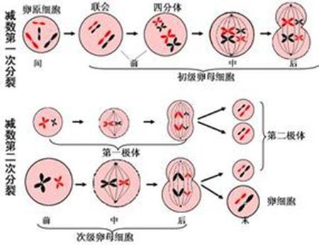 补抵抗力的红薯丸子  