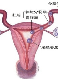 备孕时间那么久不孕，你的卵巢还好吗