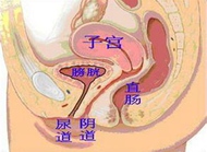 了解女性生殖器官，为科学备孕做准备