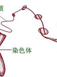 男性和女性不孕的主要原因有哪些？