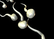 您了解精子吗？精子是从何而来的？