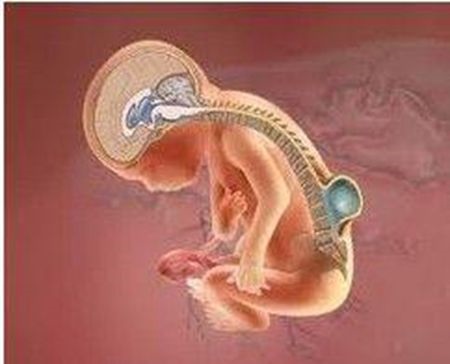 补抵抗力的红薯丸子  