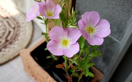 补抵抗力的红薯丸子  