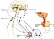什么是高泌乳素血症？如何检查治疗？