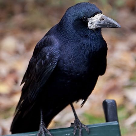 补抵抗力的红薯丸子  