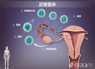 准爸也要了解受孕的过程和条件