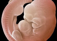 高清3D图解胎儿在妈妈体内的发育过程
