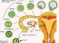 你了解黄体吗？如何判断黄体功能？