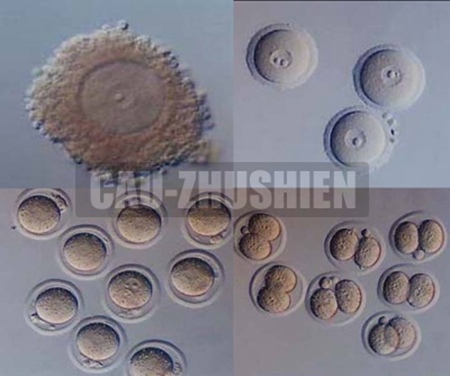 补抵抗力的红薯丸子  