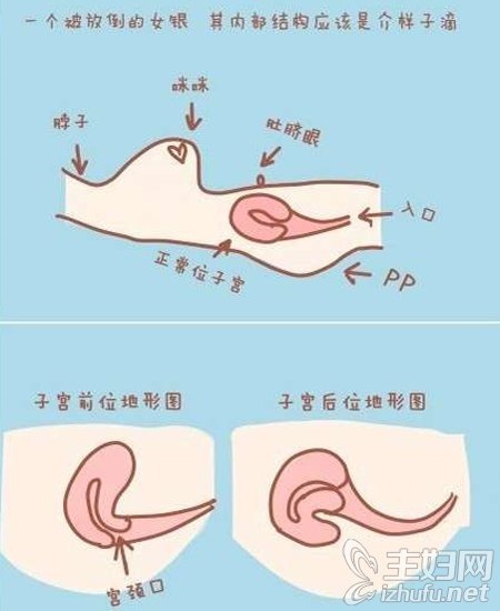 补抵抗力的红薯丸子  