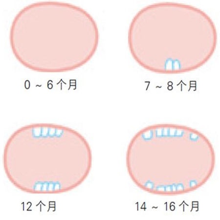 补抵抗力的红薯丸子  