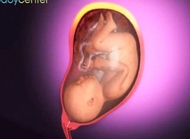 三维动画模拟宝宝出生全过程！