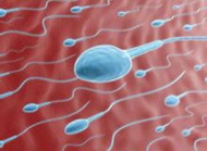 你了解精子的秉性吗？要了解哦！