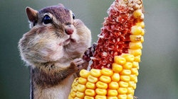 补抵抗力的红薯丸子  