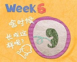 补抵抗力的红薯丸子  