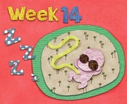 补抵抗力的红薯丸子  