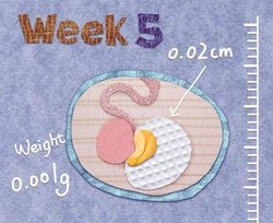 补抵抗力的红薯丸子  