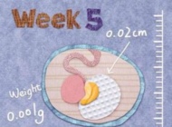 孕5周的胎教重点