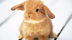 补抵抗力的红薯丸子  