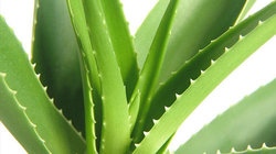 补抵抗力的红薯丸子  