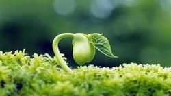 补抵抗力的红薯丸子  