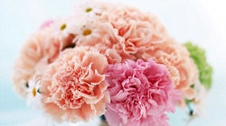 补抵抗力的红薯丸子  