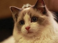 胎教故事《公主的猫》