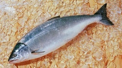 补抵抗力的红薯丸子  