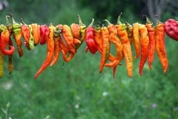 补抵抗力的红薯丸子  