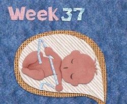 补抵抗力的红薯丸子  