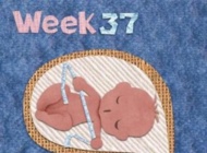 孕37周的胎教重点