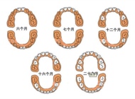 宝宝长牙护理方法