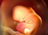 孕期要点——6周 胎宝宝发育