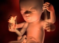 孕期要点——18周 胎宝宝发育