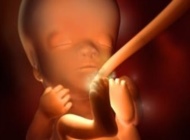 孕期要点——11周 胎宝宝发育
