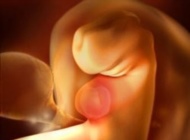 孕期要点——5周 胎宝宝发育