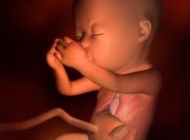 孕期要点——17周 胎宝宝发育