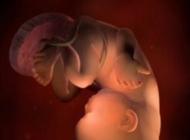 孕期要点——36周 胎宝宝发育