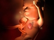 孕期要点——14周 胎宝宝发育