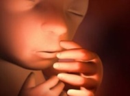 孕期要点——25周 胎宝宝发育