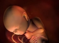 孕期要点——32周 胎宝宝发育