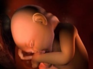 孕期要点——33周 胎宝宝发育